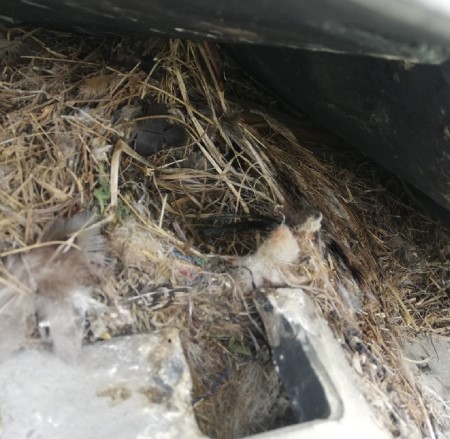 瓦の隙間に鳥の巣　雀